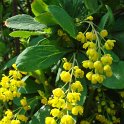 Berberis vulgaris fleur